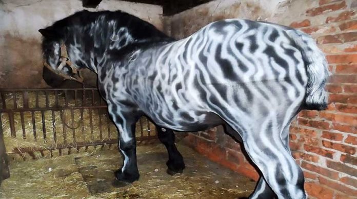 ati-zebra-gibi-sprey-ile-boyadilar-ilginc-haberler