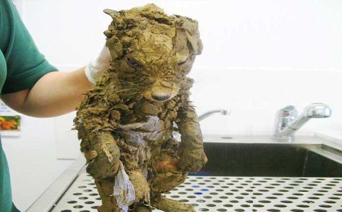 camura-batmic-tilki-kopek-sanildi