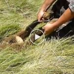 Tarladaki çukurdan böyle kurtarıldı