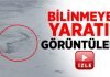 Deniz canavarı görüntülendi