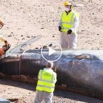 Dev oluklu balinayı sahilde testereyle kestiler