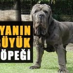 Dünyanın En Büyük 20 Köpek Cinsi