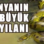 dunyanin-en-buyuk-yilani-enuzun-yilani