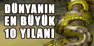 Dünyanın En Büyük 10 Yılanı
