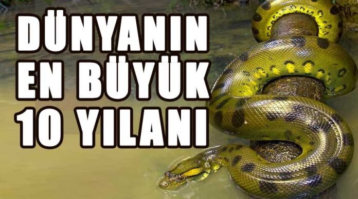 dunyanin-en-buyuk-yilani-enuzun-yilani