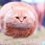 En Güzel 31 Kedi ve Onların Tatlı, Şirin Fotoğrafları