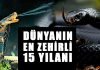 Görüntüsüyle bile dehşete düşüren en zehirli 15 yılan türü