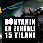 Görüntüsüyle bile dehşete düşüren en zehirli 15 yılan türü