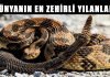 Dünyanın En Korkunç ve Zehirli Yılan Türleri Dünyanın en zehirli ve tehlikeli yılanları