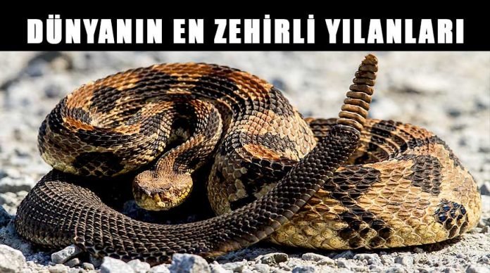 Dünyanın en zehirli ve tehlikeli yılanları