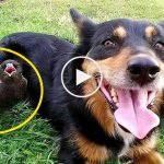 Sevimli saksağan ev işlerine yardımcı oluyor