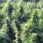 hazine-arazisinde-hintkeneviri–4582100