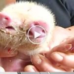 İki burunlu üç gözlü domuz