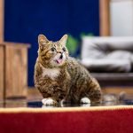 internet-fenomeni-olmus-kediler-HaberPop-Lil-Bub2