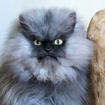 internet-fenomeni-olmus-kediler-HaberPop-albay-colonel-meow3