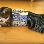 internet-fenomeni-olmus-kediler-HaberPop-maru-diet2