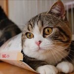 internet-fenomeni-olmus-kediler-HaberPop-maru1