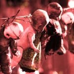 Issız adanın gizemi çözülemeyen korkunç bebekleri