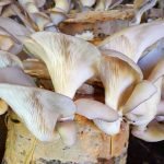 Kütük üzerinde yılda 4 ton kayın mantarı üretiyor