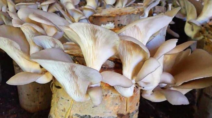 kayin-mantari-nasil-uretilir