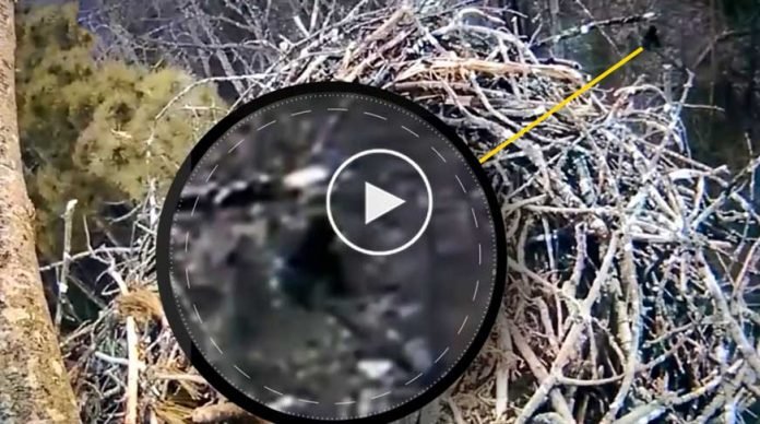 kocaayak-videosu-izle
