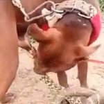 kopegi-cinsel-organindan-isiran-yilan video