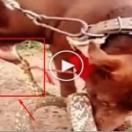 kopegi-cinsel-organindan-isiran-yilan videosu