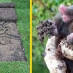 Bahçedeki köstebeği labirentlerini takip ederek yakaladı