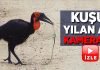 Kuş yılan avlarken görüntülendi