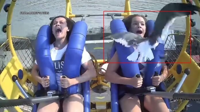 lunaparkta yüzüne martı çarpan genç kız lunaparkta yüzüne martı çarpan genç kız