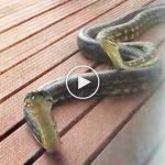 Dev pitonlar evin penceresine dayandı