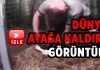 ABD’de hayvanlara yapılan işkence görüntüleri