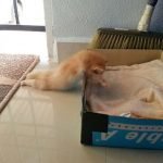 tuhaf-yerlerde-uyuyan-komik-kediler-01-haberpop