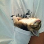 tuhaf-yerlerde-uyuyan-komik-kediler-02-haberpop