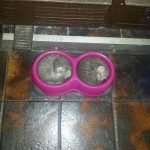 tuhaf-yerlerde-uyuyan-komik-kediler-04-haberpop