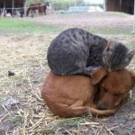 tuhaf-yerlerde-uyuyan-komik-kediler-05-haberpop