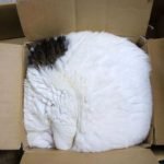 tuhaf-yerlerde-uyuyan-komik-kediler-06-haberpop