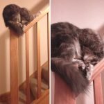 tuhaf-yerlerde-uyuyan-komik-kediler-08-haberpop