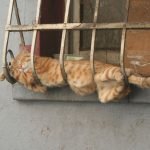 tuhaf-yerlerde-uyuyan-komik-kediler-09-haberpop