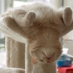 tuhaf-yerlerde-uyuyan-komik-kediler-12-haberpop