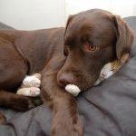 tuhaf-yerlerde-uyuyan-komik-kediler-16-haberpop