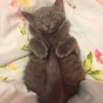 tuhaf-yerlerde-uyuyan-komik-kediler-20-haberpop