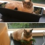 tuhaf-yerlerde-uyuyan-komik-kediler-21-haberpop