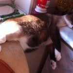 tuhaf-yerlerde-uyuyan-komik-kediler-22-haberpop