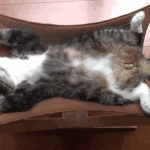 tuhaf-yerlerde-uyuyan-komik-kediler-25-haberpop