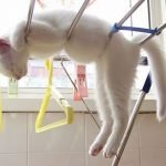 tuhaf-yerlerde-uyuyan-komik-kediler-26-haberpop