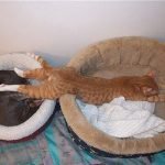 tuhaf-yerlerde-uyuyan-komik-kediler-29-haberpop