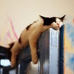 tuhaf-yerlerde-uyuyan-komik-kediler-31-haberpop