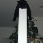 tuhaf-yerlerde-uyuyan-komik-kediler-32-haberpop