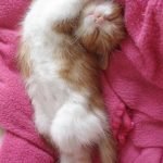 tuhaf-yerlerde-uyuyan-komik-kediler-34-haberpop